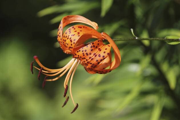 IMAGO Nature: Unsere Erde: Pflanzenwelt: Gepunktete Pflanzen Tiger-Lilie, Tigerlilie (Lilium lancifolium, Lilium tigridum), Bluete Lance-leaf tiger lily, Tiger lily (Lilium lancifolium, Lilium tigridum), flower BLWS371168