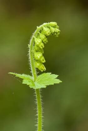 Fringecup (Tellima grandiflora), Canada.  acp08043 TimxZurowski
