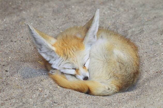Fennek, Wuestenfuchs, Wuesten-Fuchs (Fennecus zerda, Vulpes zerda), schlaeft eingerollt fennec fox (Fennecus zerda, Vulpes zerda), sleeeps rolled-up BLWS371167