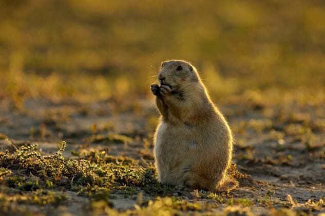 Black-tailed prairie dog (Cynomys ludovicianus) feeding  acp24339 AllxCanadaxPhotos