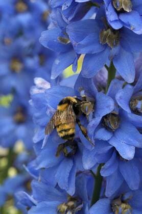 Domestic Delphinium is a genus of about 250 species of annual, biennial or perennial flowering plants in the buttercup family Ranunculaceae. The common name, shared with the closely related genus Consolida, is Larkspur. Bees are working on blossoms. Collecting nectar or pollinating. Lake Superior, ON, Canada  acp27975
