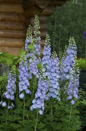 Domestic Delphinium is a genus of about 250 species of annual, biennial or perennial flowering plants in the buttercup family Ranunculaceae. The common name, shared with the closely related genus Consolida, is Larkspur. Lake Superior, ON, Canada  acp27977