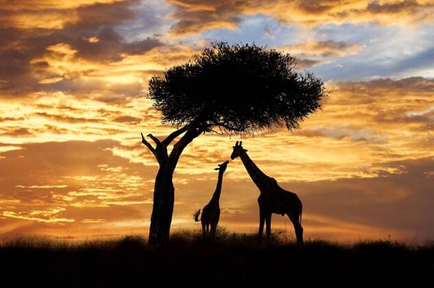 Adult and juvenile giraffes (Giraffa camelopardalis), Masai Mara Reserve, Kenya, East Africa  acp40597