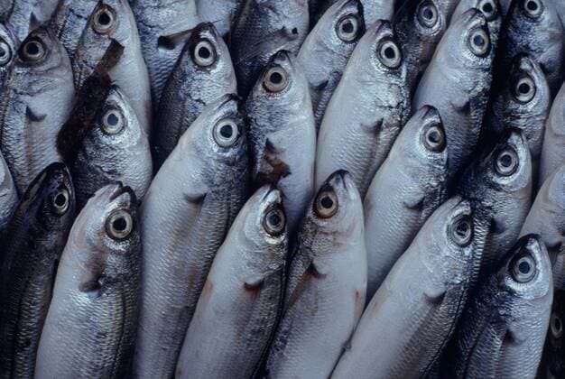 Heringe (Clupeidae), frisch gefangene Heringe, Neuseeland herrings (shads, sprats, sardines, pilchards and menhadens) (Clupeidae), freshly caught herrings, New Zealand BLWS075701