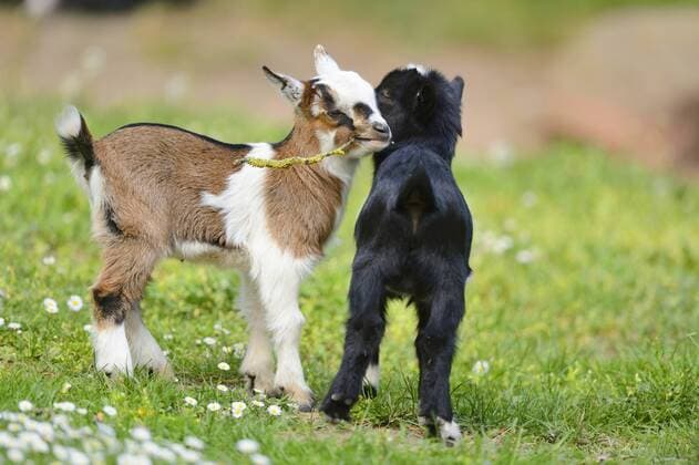 Hausziege, Haus-Ziege (Capra hircus, Capra aegagrus f. hircus), zwei Zicklein auf einer Wiese im Fruehling, Deutschland, Bayern domestic goat (Capra hircus, Capra aegagrus f. hircus), kids in a meadow in spring, Germany, Bavaria BLWS371581