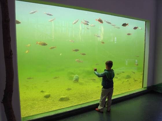 IMAGO Creative: Klimawandel - Umwelterziehung Junge betrachtet ein Schauaquarium mit heimischen Suesswasserfischen boy in front of aquarium with ^fresh water fishes BLWS172203
