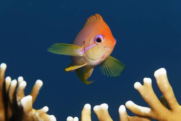  Faden-Fahnenbarsch (Nemanthias carberryi) über Feuerkoralle, Makadi Bay, Rotes Meer, Hurghada, Ägypten, Afrika iblnpr03956841.jpg
