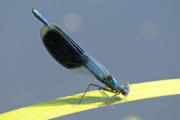 Gebänderte Prachtlibelle, Calopteryx splendens, Männchen McPMWU McPMWU