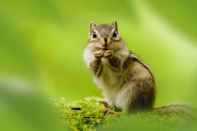 !ATTENTION PHOTO MONTAGE! IMAGE MONTAGE, DIGITAL COMPOSITE Chipmunk  (iryb002869)