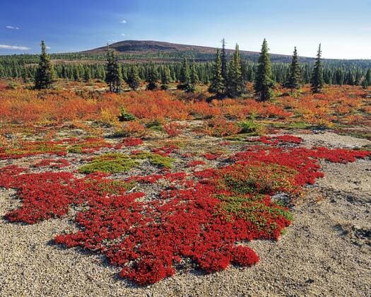 Tundra near George River, Nunavik, Quebec, Canada  acp46252