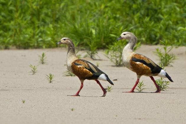 IMAGO Nature: Unsere Erde, Naturschutz, Naturschutzgebiete in Südamerika Orinoco Goose (Neochen jubata) walking along the shoreline of a river in Manu National Park, Peru.  acp48988