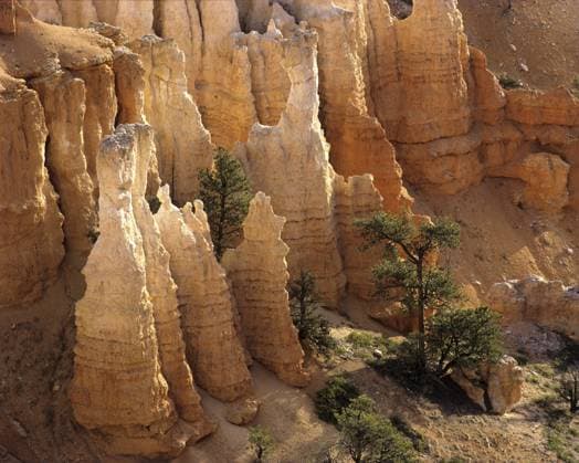 Bryce Canyon detail. Utah  acp61640 photography
