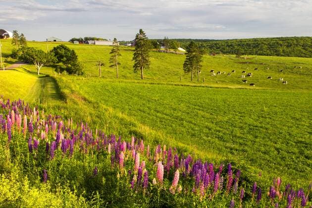 IMAGO Nature: Unsere Erde, Klimawandel, Ernährung, Pflanzen der Zukunft, Lupinen Lupines, Glen Valley, Prince Edward Island, Canada  acp63610 Photography