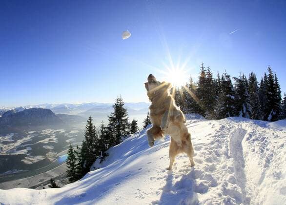 Golden Retriever (Canis lupus f. familiaris), spielt im Schnee, schnappt nach einem Schneeball, Oesterreich, Tirol, Kufstein Golden Retriever (Canis lupus f. familiaris), dog playing in snow, Austria, Tyrol, Kufstein BLWS257044