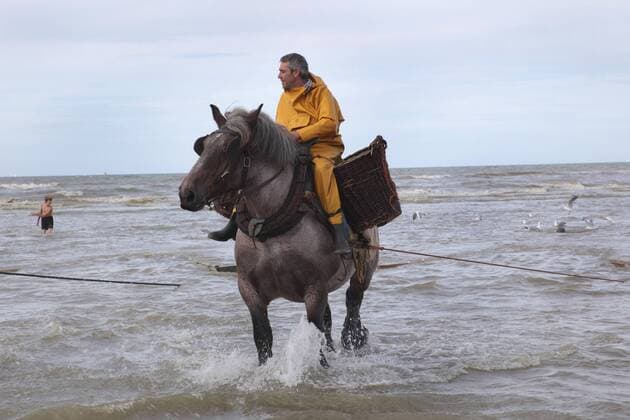 Pferd (Equus przewalskii f. caballus), Krabbenfischen mit Kaltblutpferden am Aermelkanal, Reiter zieht Krabbennetz durchs Meer, Belgien, Flandern, Oostduinkerke domestic horse (Equus przewalskii f. caballus), crab fishing with heavy horses at British Channel, Belgium, Flanders, Oostduinkerke BLWS255876
