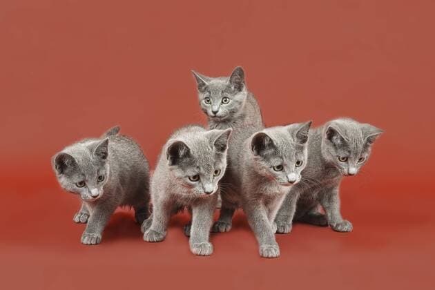 Russisch Blau Kitten, 12 Wochen ibleri03964046.jpg