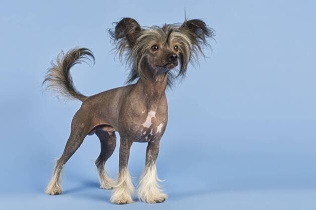  Chinesischer Schopfhund, auch Chinese Crested Dog, Variante Hairless, Rüde, 2 Jahre ibleri03964128.jpg