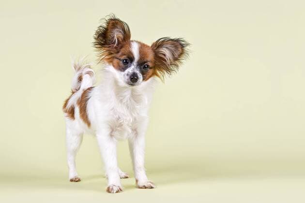 Papillon, Welpe, 5 Monate, Farbe Weiß-Zobel ibleri03964138.jpg