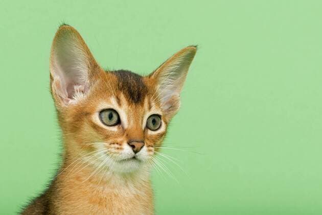 Abessinier Kitten, 9 Wochen, wildfarben ibleri03966131.jpg
