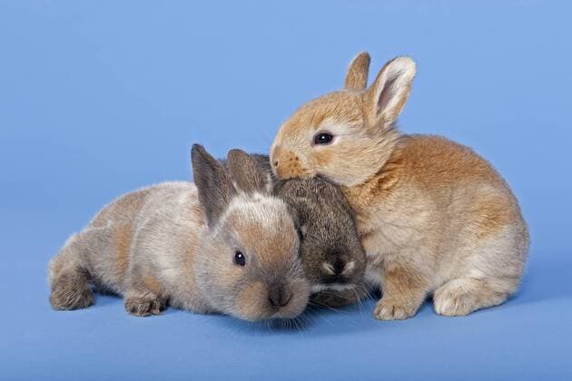 Drei Hauskaninchen (Oryctolagus cuniculus forma domestica) ibxeri03967716.jpg