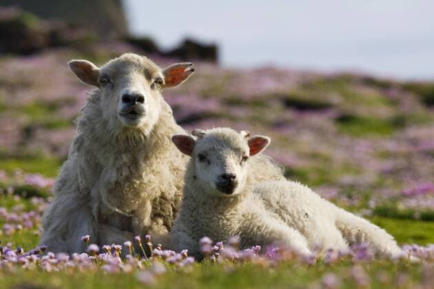 Hausschaf (Ovis ammon f. aries), Mutterschaf mit Lamm, Grossbritannien, Schottland, Shetlandinseln, Fair Isle domestic sheep (Ovis ammon f. aries), mother sheep with lamb, United Kingdom, Scotland, Shetland Islands, Fair Isle BLWS186727