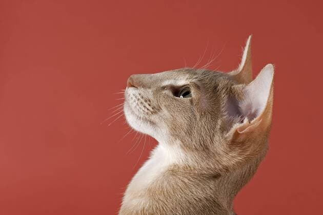 Rassekatze Orientalisch Kurzhaar, Farbe Lilac Ticked Tabby ibleri03966129.jpg