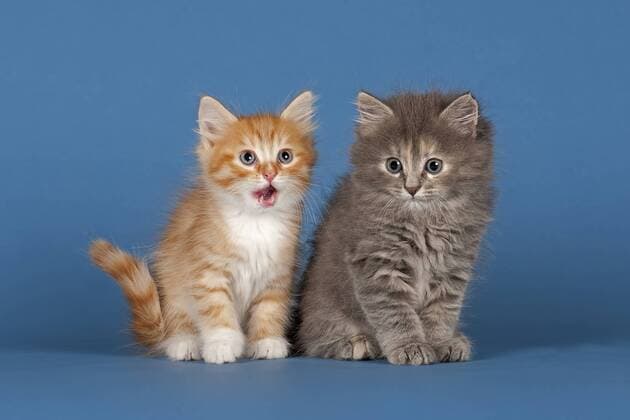 Zwei Sibirische Waldkatzen, Kitten, 7 Wochen ibleri03966360.jpg