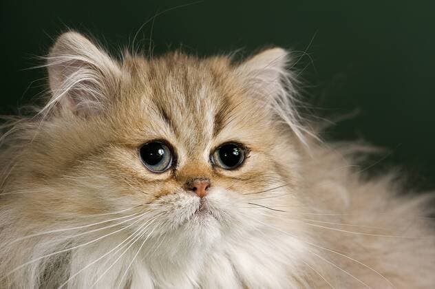 Perser Kitten, Golden Shaded, mit Nase ibleri03966579.jpg