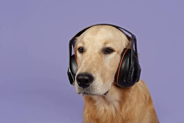 Golden Retriever, 7 Monate, mit Kopfhörer ibleri03967939.jpg