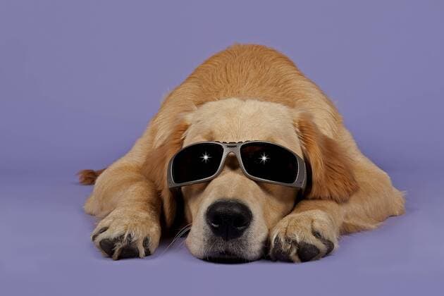 Golden Retriever, 7 Monate, mit Sonnenbrille ibleri03967943.jpg
