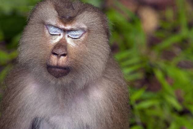 Noerdlicher Schweinsaffe (Macaca leonina), Portraet mit geschlossenen Augen, Thailand, Khao Yai Nationalpark Northern pig-tailed macaque (Macaca leonina), portrait with eyes closed, Thailand, Khao Yai National Park BLWS373272