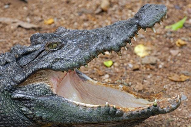 Siam-Krokodil, Siamkrokodil (Crocodylus siamensis), Portraet mit geoeffnetem Maul, Thailand, Chiang Mai Siamese crocodile (Crocodylus siamensis), portrait with mouth open, Thailand, Chiang Mai BLWS373176