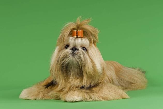 Shih Tzu Hündin, für Ausstellung vorbereitet ibleri03968010.jpg
