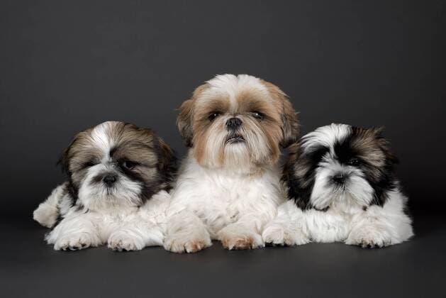 Shih Tzu Welpen, 10 Wochen, Farbe Gold Weiß ibleri03968080.jpg
