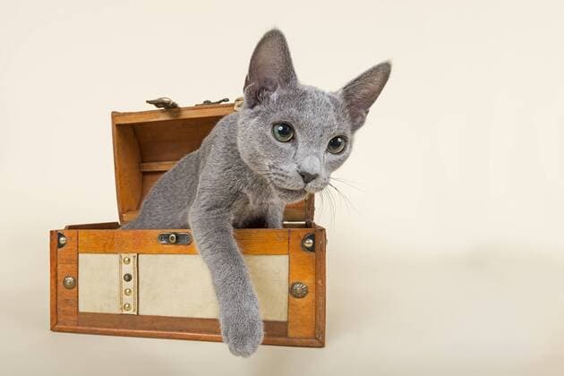 Russisch Blau Kater, Kitten, 20 Wochen, steigt aus einer Truhe ibleri03966021.jpg
