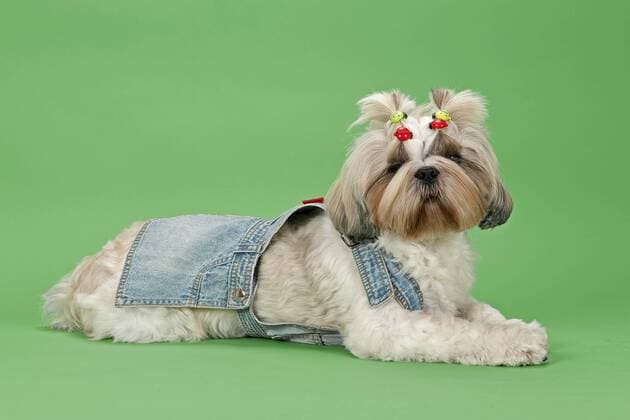 Shih Tzu Hündin, 3 Jahre, Farbe Gold Weiß, mit Hundekleidung ibleri03968025.jpg