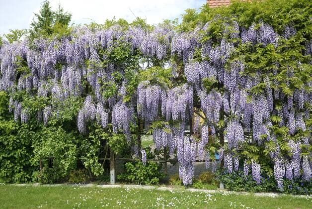 Japanischer Blauregen (Wisteria floribunda, Wisteria brachybotrys), in einem Vorgarten an einer Pergola, Deutschland Japanese wisteria (Wisteria floribunda, Wisteria brachybotrys), in a garden, Germany BLWS373619