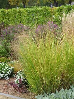 Purpur-Rutenhirse, Purpurrutenhirse (Panicum virgatum Shenandoah , Panicum virgatum Shenandoah), Sorte Shenandoah old switch panic grass (Panicum virgatum Shenandoah , Panicum virgatum Shenandoah), cultivar Shenandoah, Germany, Thueringen BLWS373638