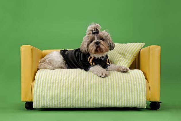 Shih Tzu Hündin, 3 Jahre, Farbe Gold Weiß, mit Hundekleidung auf Hundesofa ibleri03968035.jpg