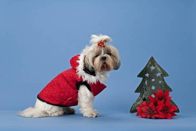 Shih Tzu Hündin mit Hundekleidung und Weihnachtsdeko ibleri03968047.jpg