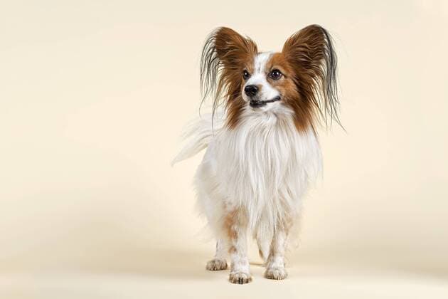 Papillon Rüde, 7 Jahre, Farbe Weiß Zobel ibleri03972264.jpg