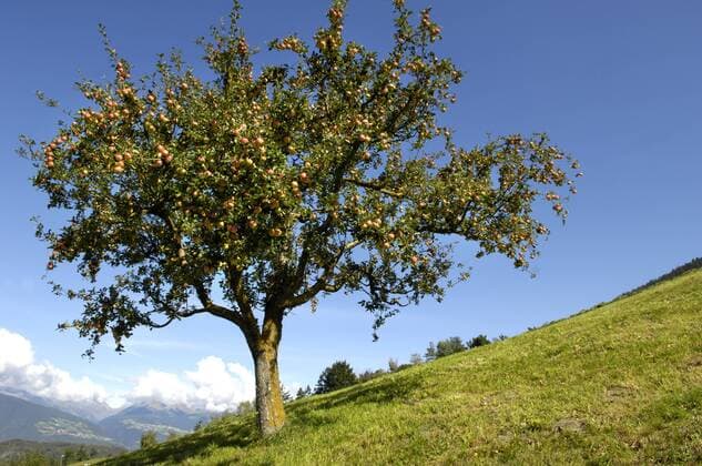 Apfelbaum rihe09224