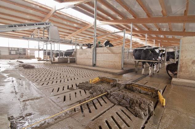 IMAGO Nature: Unsere Erde, Energiequellen, Biomasse Germany, Thuringia, Milk cows in stable property released  MJ000032
