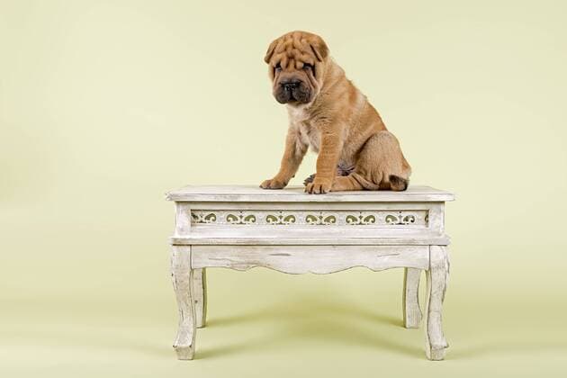 Shar-Pei Rüde, Welpe, 8 Wochen, Farbe Rot, auf Tisch ibleri03972327.jpg