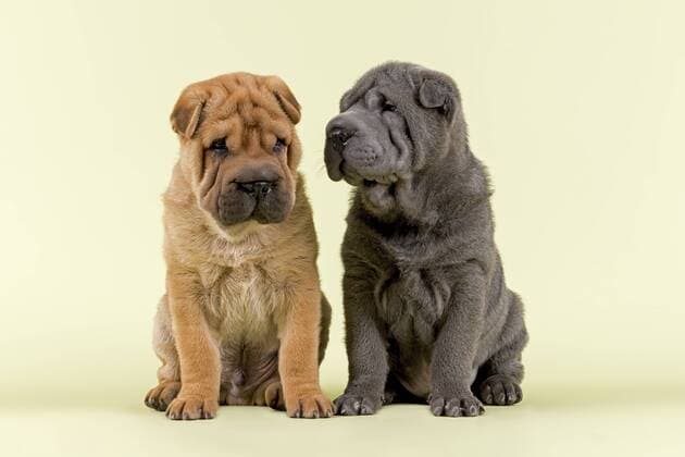  Zwei Shar-Pei Rüden, Welpen, 8 Wochen, Farben Rot und Blau ibleri03972285.jpg
