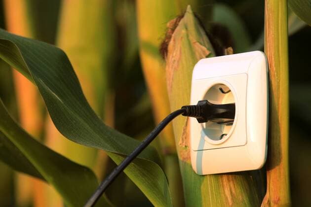 immer mehr Lebensmittel werden zur Energiegewinnung mit Verstromung genutzt, anstatt sie dem Verzehr zuzuführen: Steckdose mit eingestecktem Stecker in einem Maiskolben in Hofheim, Hessen, Deutschland