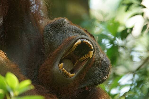 Borneo-Orang-Utan (Pongo pygmaeus), Männchen, Nationalpark Tanjung Puting, Zentralkalimantan, Borneo, Indonesien, Asien iblmkh03967684.jpg
