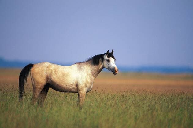 Nonius horse, close-up  EK00439