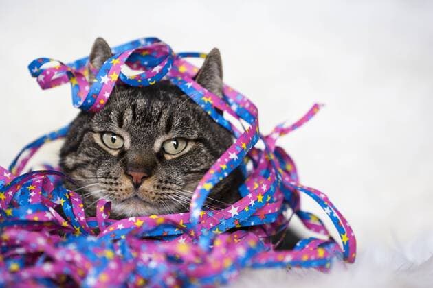 Male cat covered with streamers, close-up property released  FOF02045