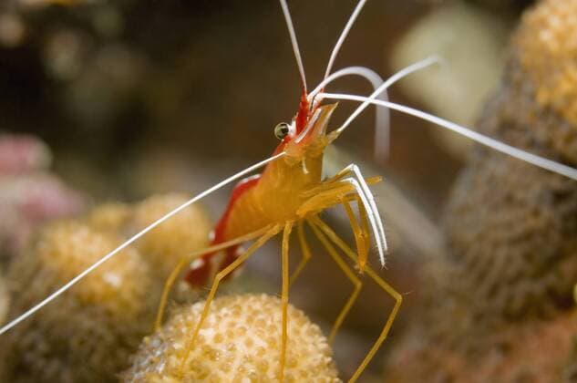 Egypt, Red Sea, Cleaner shrimp (Lysmata amboinesis), close-up  GNF01133